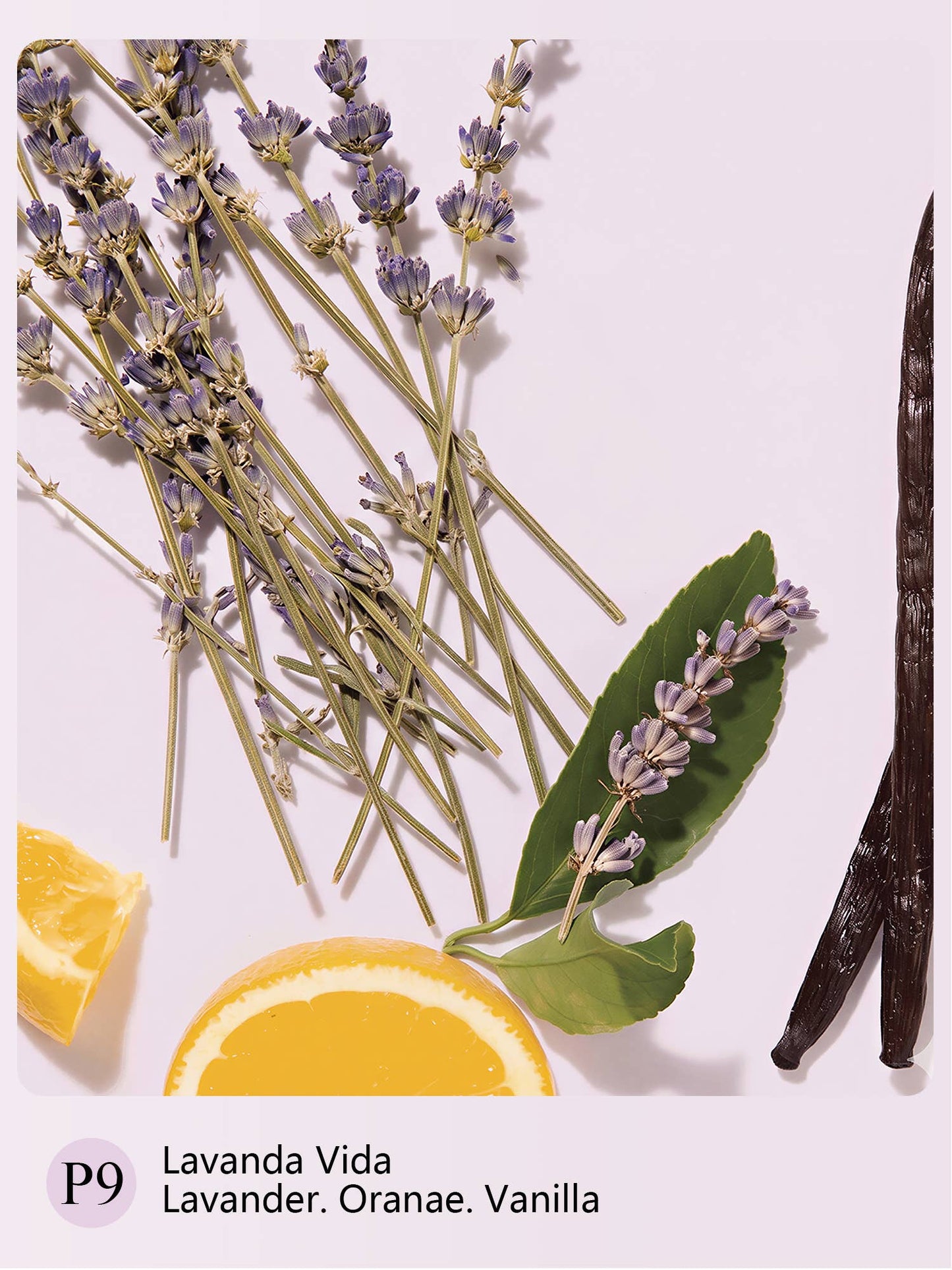 Lavanda Vida Roll-On Oil | Designer-Inspired- 6 ML  Keychain